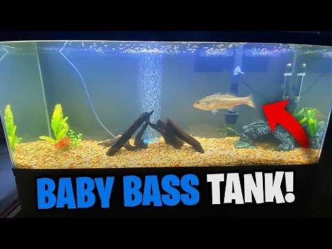 Building a Baby Bass Fish Tank!