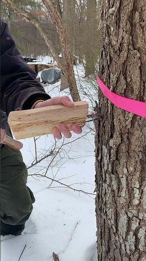 Tap Time 🍁 #maplesyrup #usa #food #trees #homemade #organic