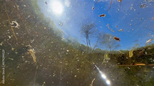Water spider (Argyroneta aquatica) also known as diving bell spider floating on the surface of the pond, Estonia.