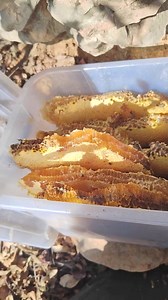 7.4K views · 104 reactions | Beehive in the natural bee forest #beesonthefarm #beekeeping #naturalgreenhills #beefarm | Beehub Reely | Facebook