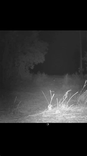 Mule Deer Roaming Through the Utah Mountains