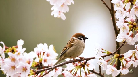 150 birds with amazing colors you have to see!