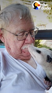 492K views · 10K reactions | Rescued opposum needs to be on top of his mom 24/7, but wait to see how he is with his Grandpa! | The Dodo | Facebook