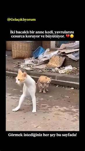Dünya | Doğa | Okyanus on Instagram: "Bu X paylaşımı, bir kaza sonucu ön bacaklarını kaybetmiş bir anne kedinin viral videosunu paylaşıyor. Kedi, sakar görünmesine rağmen yalnızca arka bacakları üzerinde yavrularını yönlendirip korumaya çalışıyor ve hayvanların dayanıklılığına dair geniş bir hayranlık uyandırıyor. 25 Aralık 2025’te, hayvanlara dair umut verici hikâyelere odaklanan bir hesap tarafından paylaşılan bu video, 2,3 milyondan fazla izlenme ve 47.000 beğeniye ulaştı; sosyal platformlard