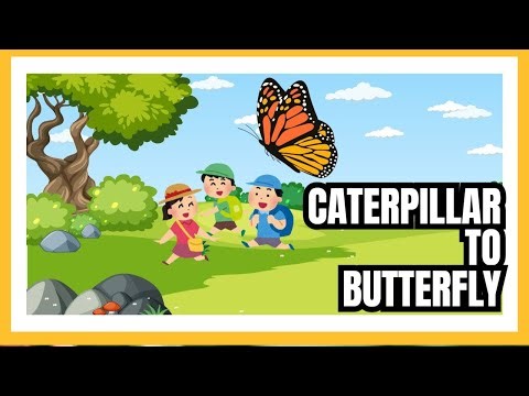 The AMAZING Butterfly Lifecycle Stages