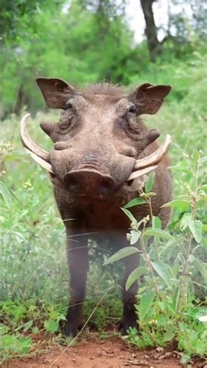 Chaba vs Kasongo 🏹🐗