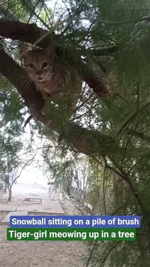 Tiger-girl meowing up in a Cedar tree #outdoors #cats