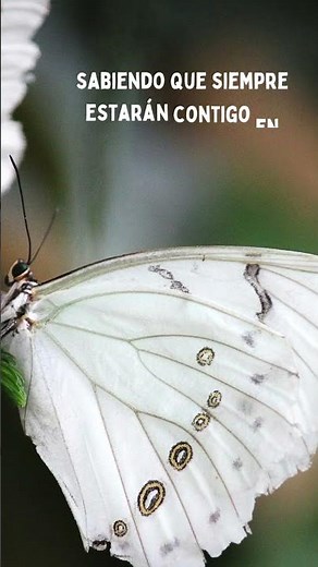 El significado de las #mariposas blancas