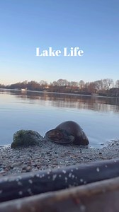 4.7K views · 97 reactions | Serene lake view with bird singing. #ottertailcounty #FindYourInnerOtter #lakelife #ONLYinMN #vergasMN | Otter Tail Lakes Country | Facebook