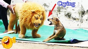 3.4M views · 82K reactions | Top Best & Best Funny Prank sleep Dog Vs Fake tiger #Prank #FUNNY #faketigervssleepdog | Top Generations | Facebook