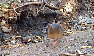 Costa Rica Wildlife: Meet the Thicket Tinamou : The Tico Times | Costa Rica News | Travel | Real Estate
