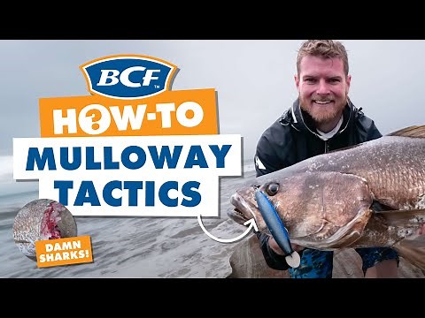 Catch Mulloway or Jewfish - BCF How To