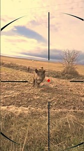 Boar Hunting | Caccia Al cingiale | Chasse au sanglier