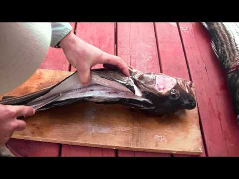 How to fillet a Cod - Catching Sea Bass and Cod then Cod Cleaning