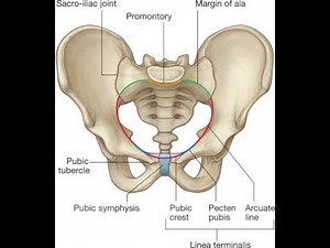 Mnemonics for Pelvic Brim structures; Sacral promontory, Ala of sacrum, Iliopectineal line and Pubis