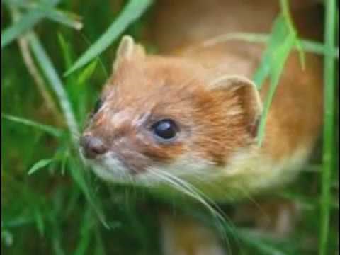 l'Hermine - Mustelidae - Des Animaux