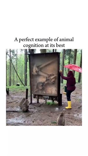 NOCODUSA on Instagram: "Monkeys have remarkably sharp problem-solving instincts, and this clip is a perfect example of how powerful their natural intelligence really is. In the video, a woman hides an apple inside a wooden puzzle, expecting it to slow the monkey down, but within seconds the animal studies the structure, tests a few movements, and unlocks the solution with effortless precision. What looks like a simple trick is actually a display of rapid pattern recognition, memory, and adaptive