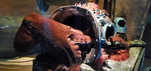 5.5K views · 195 reactions | Since our giant Pacific octopus doesn’t have any bones, he’s able to squeeze through really tight spaces. The only rigid thing in his body is his beak, so as long as his beak fits through an opening, the rest of him can too! | Oklahoma Aquarium | Facebook