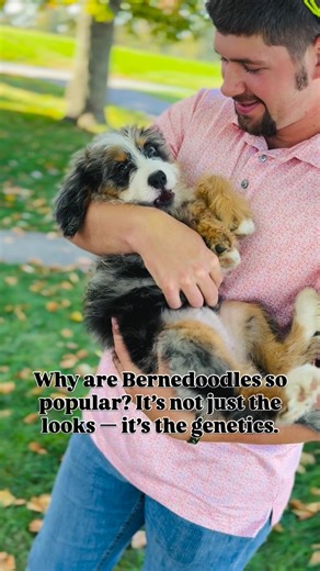 BERNEDOODLE BREEDER & TRAINER - Samantha Nelson | If you’ve ever loved a Bernese Mountain Dog, you know how loyal and affectionate they are, but also how much they shed (and how short their... | Instagram