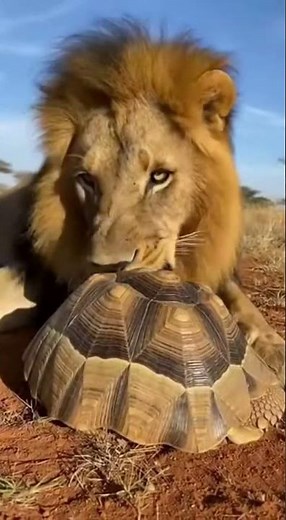 Lion vs Turtle Shell Gone Wrong! 😂🐢🦁