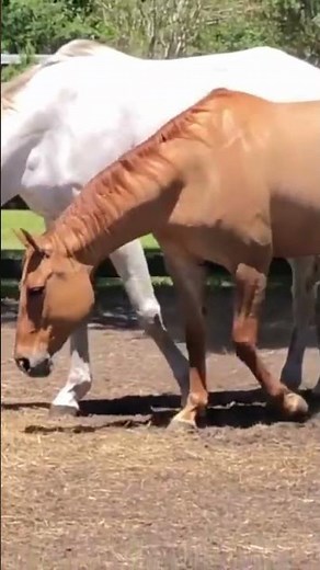Horse First Time Meeting 2022 । Managing Mixed Gender Herds