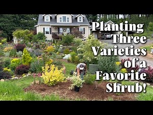 Planting Three Butterfly Bushes and Why This is A Favorite Shrub!