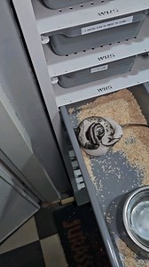 Axanthic vpi pied het. Hypo female feeding ☠️☠️☠️ #royalpythons #ballpythonlove #beardeddragon #reptilebreeder #snek #morph #leopardgecko #petsnake #herpetology #animal #morphs #cornsnake #snakelove #reptilelove #livingart #ballpythonofinstagram #snakelovers #reptilesofinsta #serpent #ballpythonsnake #nature #ballpythonlover #babyballpython #snakesofinsta #crestedgecko #ballpythonmorphsofinstagram | Xclusive ball pythons