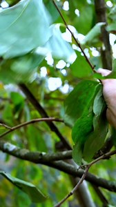 17K views · 269 reactions | Persimmon leaf paste - Its beneficial effects against oxidative stress, hypertension, diabetes mellitus and its complications, and atherosclerosis | Organic Culture | Facebook