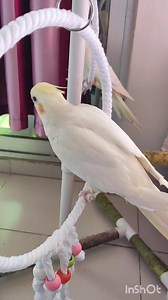 সুইং ছাড়া কোথাও যাবে না। | yellow feather