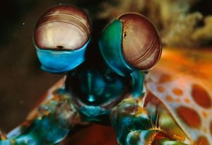The Peacock Mantis Shrimp