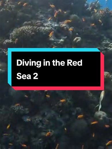 Diving in the Red Sea: A Unique Underwater Experience