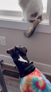 Juneau is so intrigued! Not mean or aggressive, but intrigued! #puppy #catdog #makeitplaywithme | Holli Jacobs