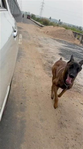 🏃‍♂️ Keshari the Belgian Malinois | Powerful Morning Running Exercise | Keshari The Tigress