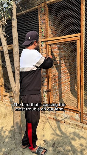 Understanding the Noisy Behavior of Guinea Fowl