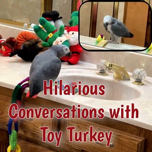 Einstein the talking parrot engages in a delightful conversation with its favorite toy turkey! From requesting a refreshing drink of water to enticing moments with cookies, nuts, and grapes, Einstein's charming chatter will leave you in stitches. Don't miss the adorable interactions and funny sounds as Einstein encourages the turkey to "come here," and "up," and even shares a few smacking sounds while enjoying corn and mango. It's a must-watch for a good dose of laughter and feathered fun! I've 