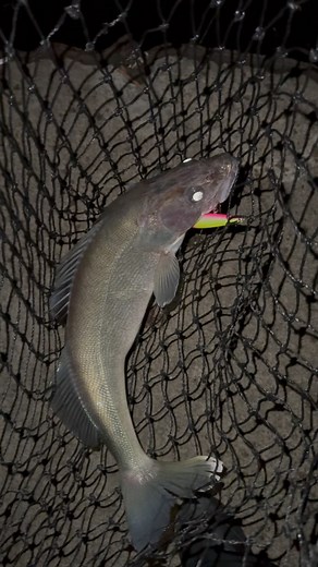 170 reactions · 23 comments | My wife @onhergrind2.0 got her first walleye | Devonte Jones | Facebook