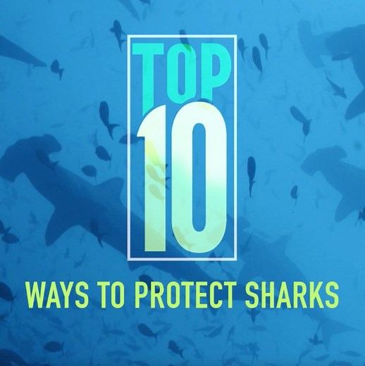 Explore 10 ways that you can help to protect sharks across our world's oceans. Watch #SharkFest on National Geographic and stream on Disney . https://on.natgeo.com/3B9D6PZ | National Geographic History