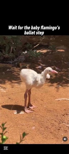 Wait for the baby flamingo's ballet step 🥰❤️ #shortvideo #short #shortsfeed #funny #cute #shorts