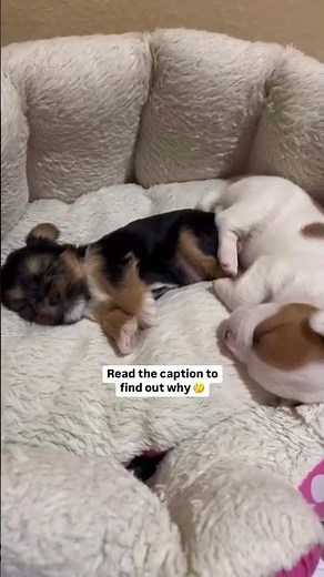 Why does my dog twitch in their sleep? | Dogs Trust