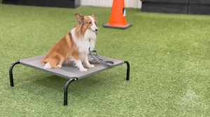 13 reactions | Training camp week may be over in Five Forks but next week we get to do it all over again in Mauldin! We really enjoyed working with you all, and not only training some old faces but getting to meet new ones, too.  If you don’t wanna miss out on our next camp or want to hear more about our programs, let us know! #astrodog #leaderofthepack #dogtraining | Astro Kennels | Facebook