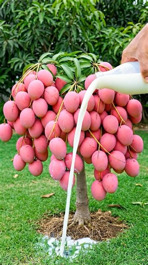 How to graft mango trees to produce more fruit using garlic 🧄 #grow #mango #grafting #garlic