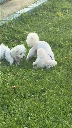 Cute Puppies Playing in the Park 🐶❤️ | Adorable Dog Moments