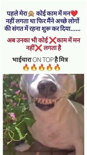 Funny 😁 Quotes 😂 | Try Not to Laugh! #shorts #funny #funnyquotes #memes #funnymemes #viral