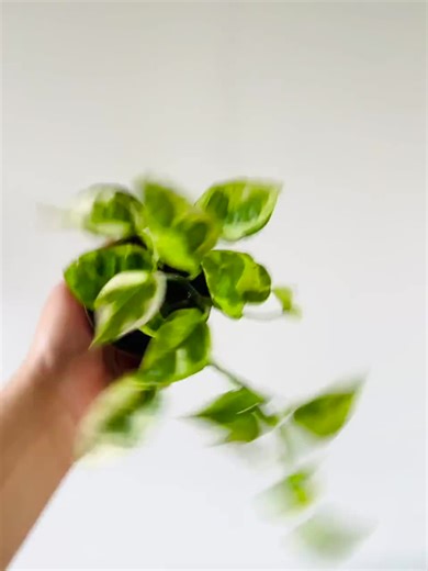 Pothos Lizard Queen - New Pothos Sport - Variegated Epipremnum - Live Houseplant in 3” Pot - Etsy
