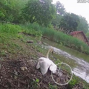 BREAKING news...literally. One trumpeter swan cygnet has hatched! 🐣 Watch the LIVE cam: http://ow.ly/5o4750zfcg3 | The Maryland Zoo in Baltimore