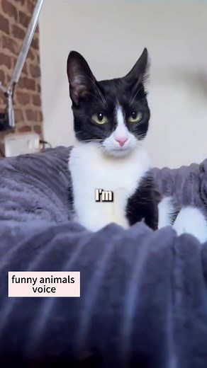 Funny Animal Voices That Will Make You Laugh