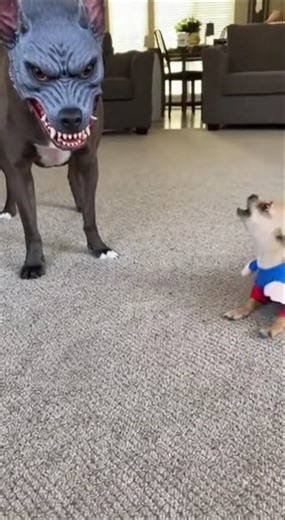 SUPERMAN DOG INSTANTLY REGRETS HIS LIFE DECISIONS 😂