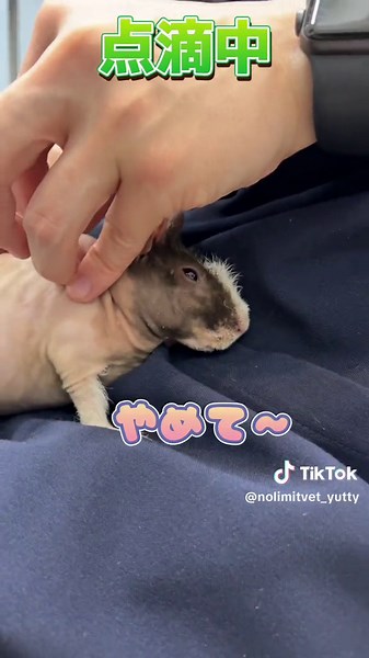 3ヶ月スキニーギニアピッグの診察#動物 #動物病院 #獣医師 #veterinarian #animals #animalhospital #fyp #モルモット