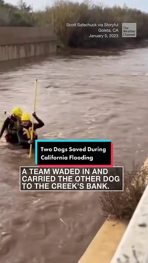 Pug Rescued from California Flooding