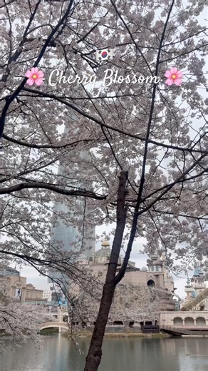 🌸🇰🇷🗼#cherryblossomseason #flowers #festival #korea #lotteworld #lottetower